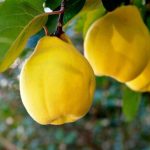 میوهای که سرخوشتان میکند میوهای که سرخوشتان میکند
